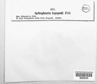 Stigmatea aegopodii image